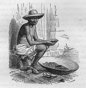 Indien &eacute;pluchant la cabosse