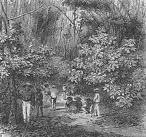 Ceuillette des cabosses